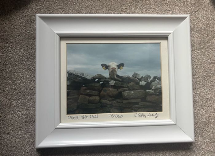 A Framed Print of a Cow by Cassidy