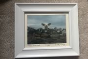 A Framed Print of a Cow by Cassidy
