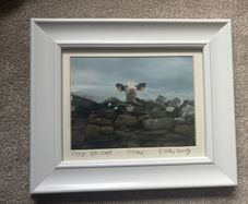 A Framed Print of a Cow by Cassidy