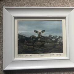 A Framed Print of a Cow by Cassidy