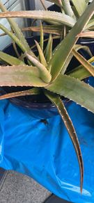 aloe vera plant