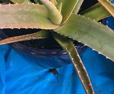aloe vera plant
