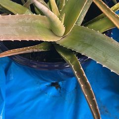 aloe vera plant
