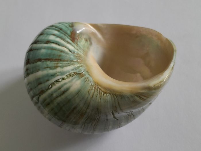 Polished -  'Jade Turbo' -  Shell