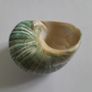 Polished -  'Jade Turbo' -  Shell Image 6