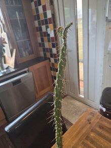 Cactus