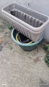 Plant pots