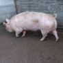 Cull sows Image 2