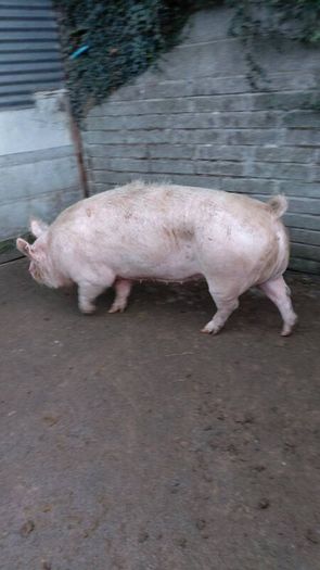 Cull sows
