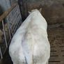 Pb Charolais Bull Image 2