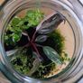 glass terrarium containing philodendron Pink Princess Image 4
