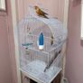 Bird Cage Image 4