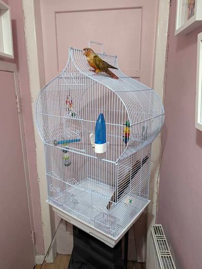Bird Cage