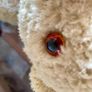 Vintage Long Teddy with Original Amber Glass Eyes 1950s Image 6
