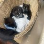 Three kittens Image 4