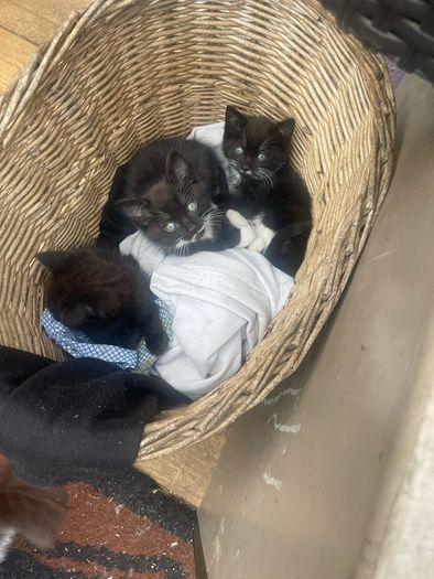 Three kittens
