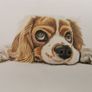 Pet portraits (colour pencils) Image 2