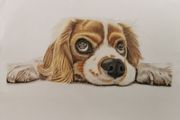 Pet portraits (colour pencils)