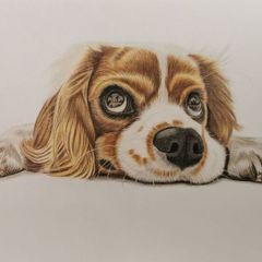 Pet portraits (colour pencils)