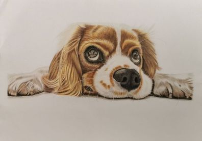 Pet portraits (colour pencils)