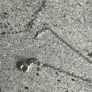 9 carat white gold necklace Image 2