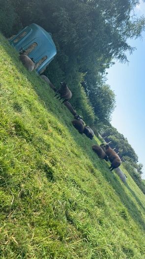 Pedigree Blue Texels Rams
