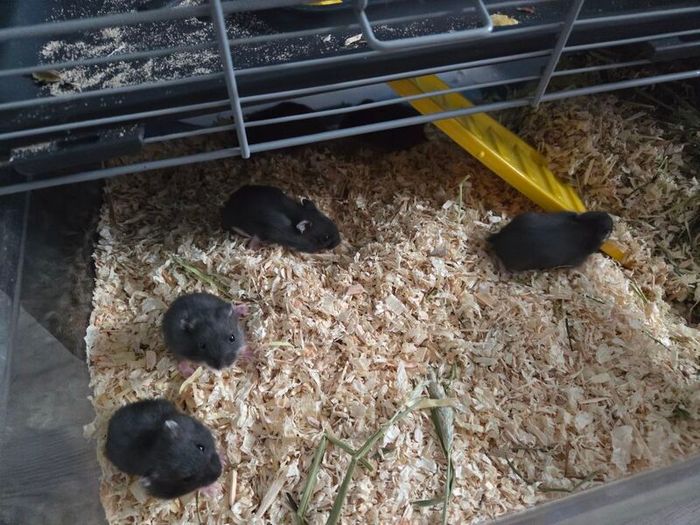 Hamster babies