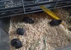 Hamster babies
