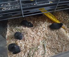 Hamster babies