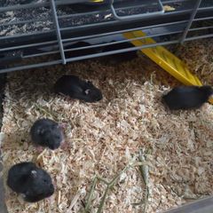 Hamster babies