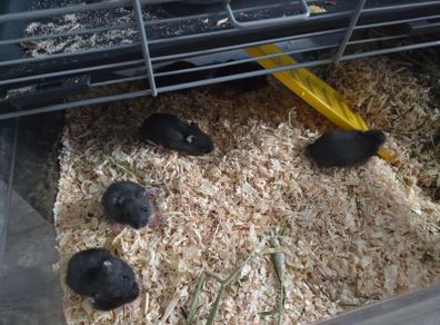Hamster babies