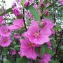 Tree Mallow "Lavatera clementii" Image 2
