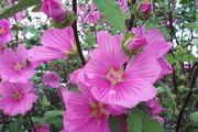Tree Mallow "Lavatera clementii"