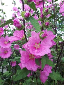 Tree Mallow "Lavatera clementii"