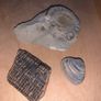 Fossil collection: Ammonite, Clam & Petrified wood Image 2