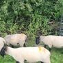 Suffolk X hoggets - 11 Image 8