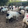 80 super cross bred ram lambs Image 9