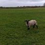Suffolk Image 2