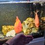 fish tanks Image 7