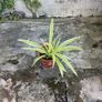 Spider Plant (Chlorophytum comosum) Image 2