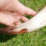 Vintage Hunting Horn 12" Image 4