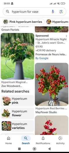 Hypericum plant in a pot