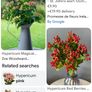 Hypericum, 10 plants in one pot Image 6