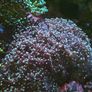 hammer corals frags/colonies Image 4