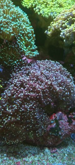 hammer corals frags/colonies