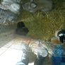 rabbit Image 3