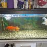 200 Litre Aquarium and cabinet for sale Image 3
