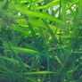 Vallisneria aquarium plant Image 3