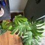 large potted monstera Image 3