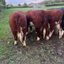 Purebred heifers Image 9